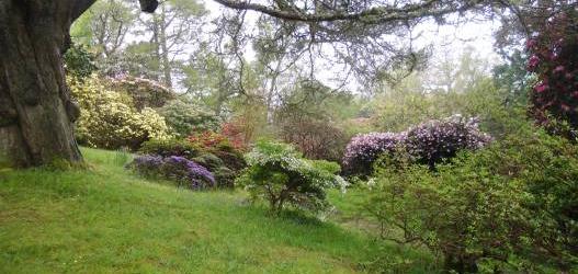 Glenarn Garden - open for Scottish Rhododendron Festival