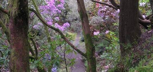 Glenarn Garden - walk with owners Mike and Sue Thornley to celebrate rhododendrons at Glenarn from the Plant Hunters -  at peak flowering time.