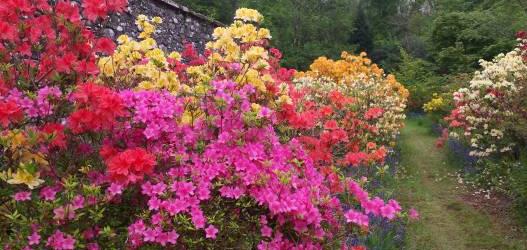 Ardkinlgas - Ladies Gardens, Magnificent Ghent and Rustica flore pleno Azaleas