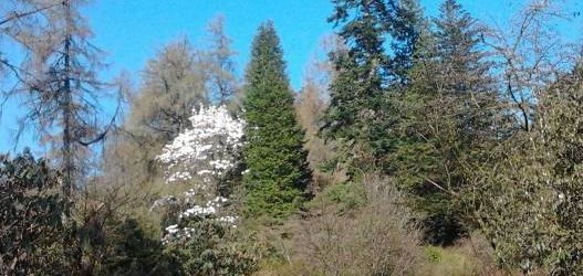 Crarae Garden - A rugged woodland garden with a spectacular display of rhododendrons a hidden gem