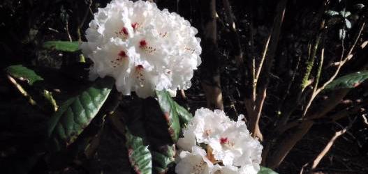 Benmore Botanic Garden - Rhododendron Walk and Workshop