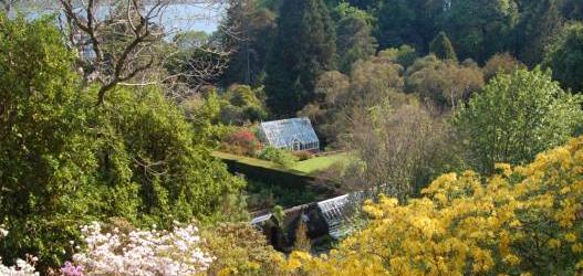 ARDUAINE GARDENS OPEN FOR THE FESTIVAL OF RHODODENDRONS