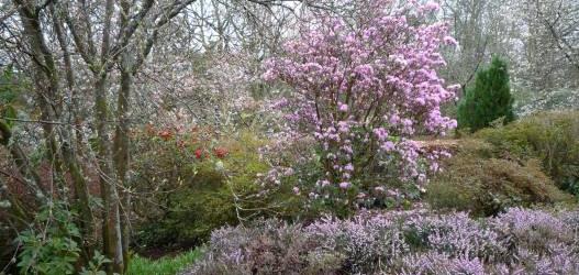 GEILSTON GARDEN OPEN FOR THE FESTIVAL OF RHODODENDRONS 2018
