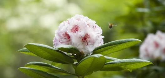 RHODODENDRON FESTIVAL AT ANGUS GARDEN