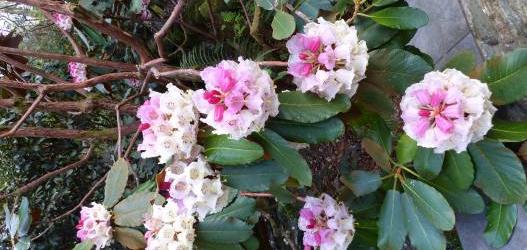 LINN BOTANIC GARDENS open for Festival of Rhododendrons