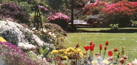 AN CALA OPEN FOR THE FESTIVAL OF RHODODENDRONS