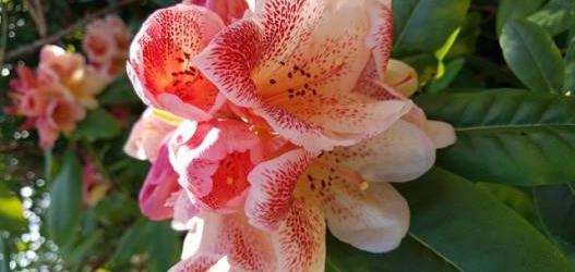 KINLOCHLAICH GARDEN PHOTOGRAPHIC EXHIBITION FOR FESTIVAL OF RHODODENDRONS