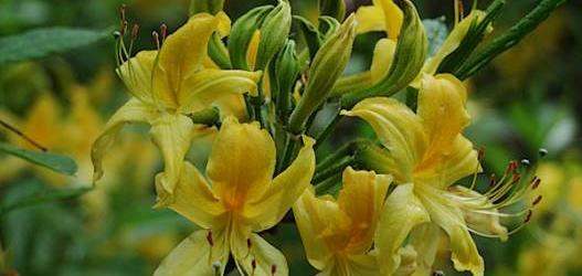 ARDTORNISH OPEN FOR THE SCOTTISH RHODODENDRON FESTIVAL