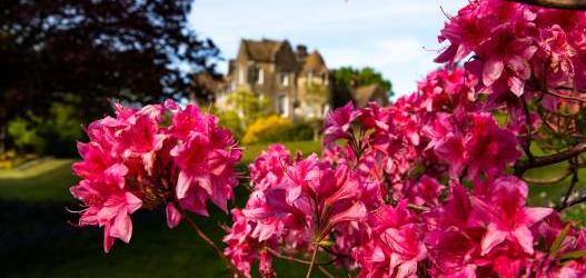ARDKINGLAS WOODLAND GARDEN & PRIVATE HOUSE GARDEN,       FESTIVAL OF RHODODENDRONS 2020