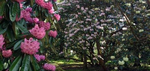 Benmore Botanic Garden Rhododendron Festival 2020 - Walk amongst the Rhododendrons with David Chamberlain
