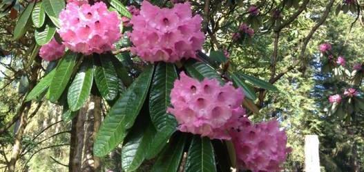 Benmore Botanic Garden Rhododendron Festival 2020 -  Guided Walks