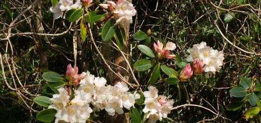 Rhododendrons, an artist's impression at Ardtornish in a variety of mediums