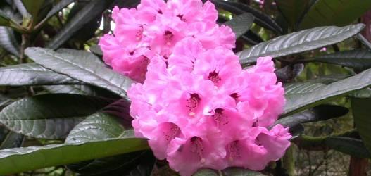 Rhododendron Highlights of Benmore Botanic Garden