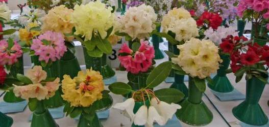 SRS Rhododendron Show, Garelochhead