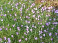 Crocus tommasinianus