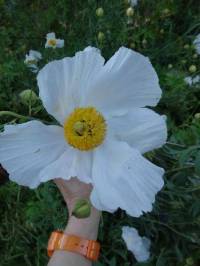 Romneya coulteri