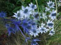 Eryngium giganteum